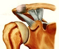 AC Joint anatomy